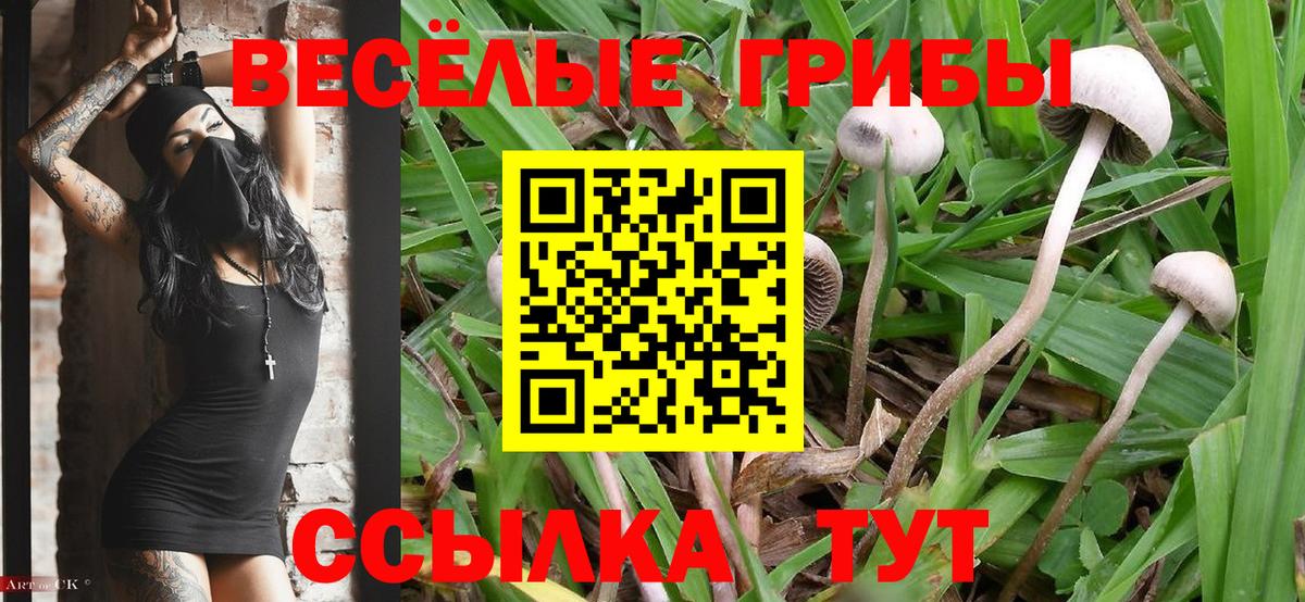 Псилоцибиновые грибы Psilocybine cubensis Похвистнево